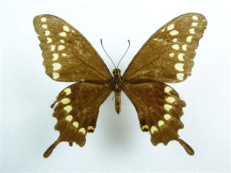 Papilio Aristor Female AUREUS Butterflies Insects