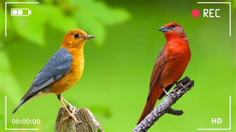 Bird Chirping Sound 24 Hours Of Beautiful Birds No Music Relaxing Nature With Birds Singing