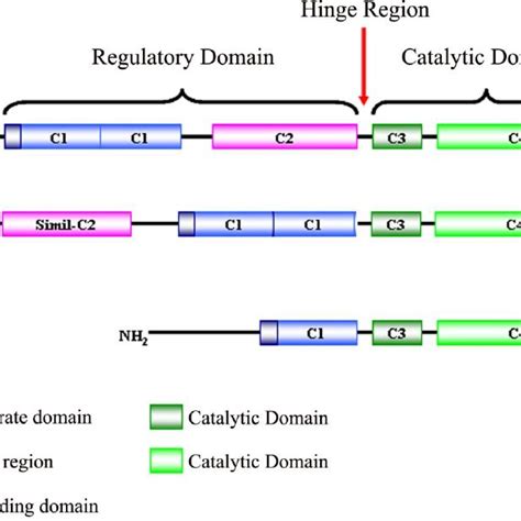 Schematic Representation Of Protein Kinase C Pkc Isoenzyme Structure