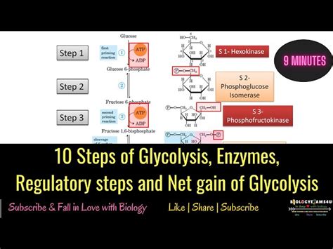 Glycolysis Steps For Dummies