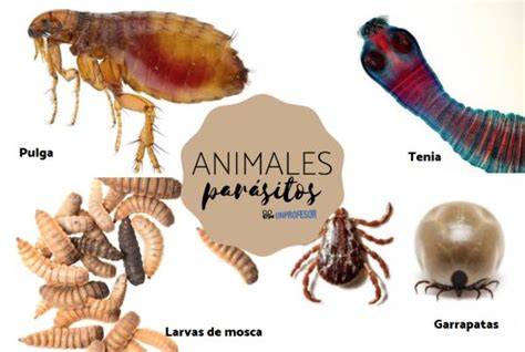 CLASIFICACIÓN DE PARÁSITOS ANIMALES Mind Map