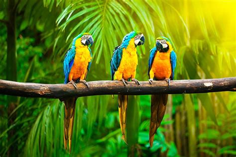 Macaw Parrot HD Wallpaper Pxfuel