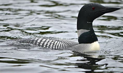 What Is The State Bird Of Minnesota Common Loon