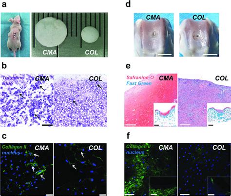 Histological Analysis Of Bmscs Hydrogel Constructs After In Vivo