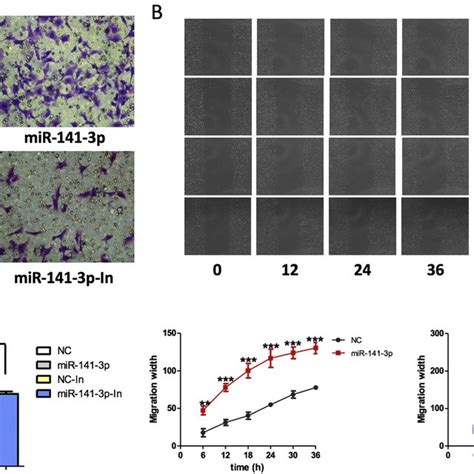 Effects Of Mir P On Invasion And Migration Of Htr Svneo Cells