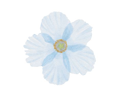 Forget Me Not Flower Watercolor Illustration Png