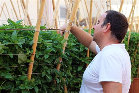 Les alfàbegues de Bétera creixen sanes i a bon ritme – BÉTERA – toda la ...
