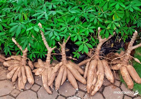 Mauritius Back To Basics The Succulent Cassava Mautourco