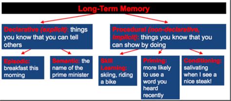 Psyc Bio Memory Flashcards Quizlet