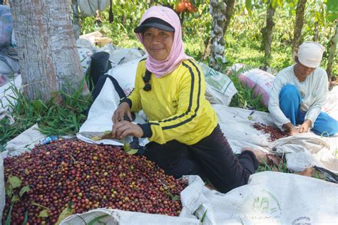 Provinsi Penghasil Kopi Terbesar Di Indonesia