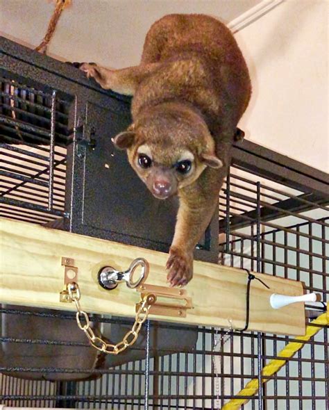 Kinkajou Monkey