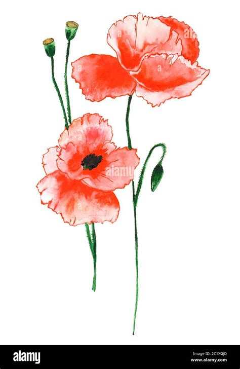 Mohn Aquarell Fotos Und Bildmaterial In Hoher Aufl Sung Alamy