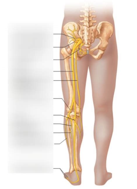 Major Peripheral Nerves Of The Sacral Plexus Posteior View Pt