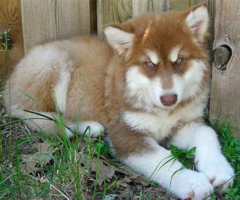 Alaskan Malamute Red And White Color Alaskan Malamutes Pinterest