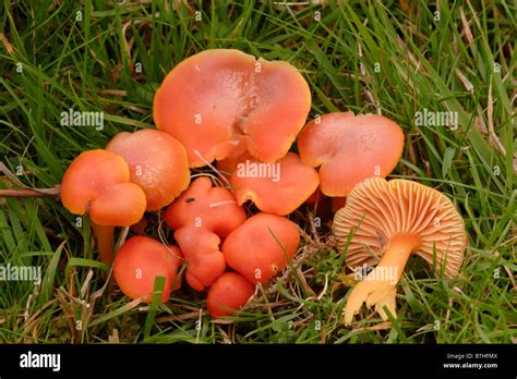 Orange Fungi Uk Stock Photos And Orange Fungi Uk Stock Images Alamy