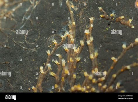 Freshwater Moss Animal Plumatella Fruticosa Stock Photo Alamy