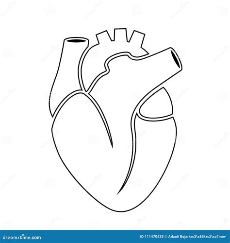 Human Heart Basic Outline