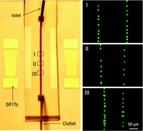 1d Dynamic Pattern Of Fluorescent Polystyrene Beads Induced By Ssaw