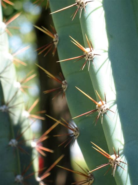 Free Images Nature Flower Botany Flora Fauna Spikes Macro