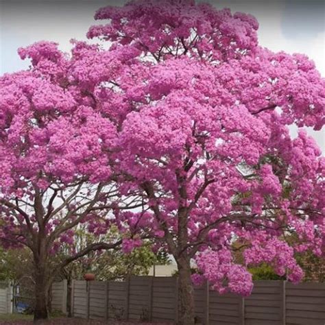 Tabebuia Rosea Pink Trumpet Tree Pink Trumpet Apamate 3 Seed Pack