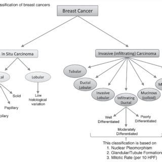 Histological Classification Of Breast Cancer Subtypes This Scheme