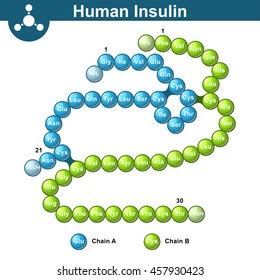 520 Insulin Protein Structure Images, Stock Photos & Vectors | Shutterstock