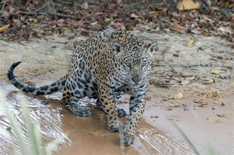 Caza Jaguar En El Norte De Pantanal Imagen De Archivo Imagen De Cubo