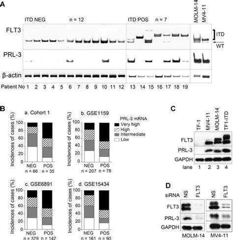 PRL 3 MRNA Levels Are Elevated In FLT3 ITD Positive AML Samples RT PCR