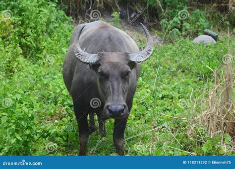 Carabao Water Buffalo In The Nature Of The Philippines Stock Photo