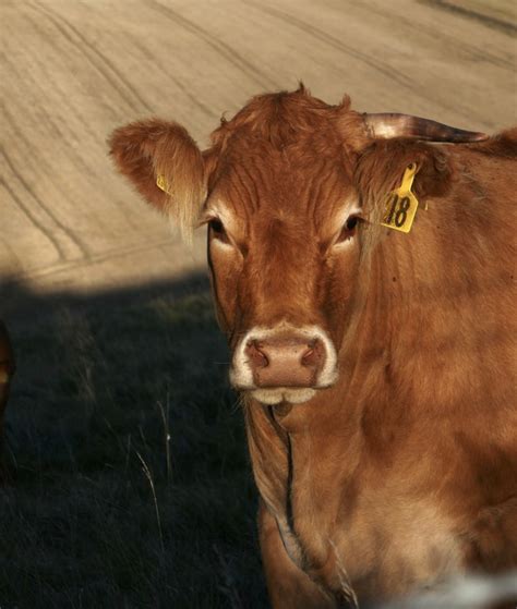 First red heifer ritual in 2000 years? Test run for biblical sacrifice ...
