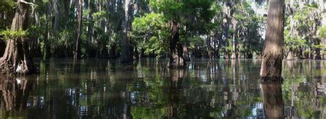 Trinity River National Wildlife Refuge | Trinity river, River, Moss bluff