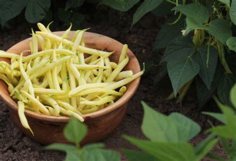 Organic Golden Wax Improved Garden Beans 25 Seeds Etsy