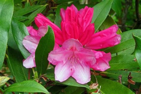 Rhododendron Pink Cherub Yakusimanum Hybrid BG Meise Flickr