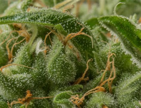 Most Common Cannabis Deficiencies Cannabis Seeds Humboldt Seed Company