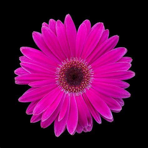 Pink Gerbera Daisy By Tactile Photo Gerbera Daisy Pink Gerbera Gerbera