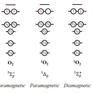 Molecular Orbitals And Magnetic Response Of Triplet And Singlet