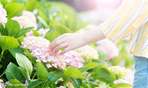 How To Prune Hydrangeas In Spring Summer Fall And Winter Cutting Back Guide