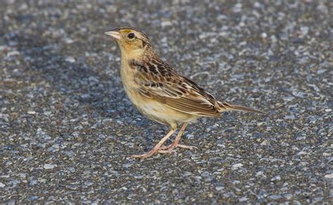 Gale S Photo And Birding Blog Grasshopper Sparrow