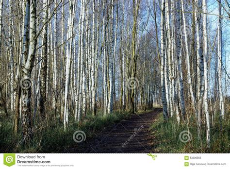 A way through birch forest stock image. Image of scene - 83206565