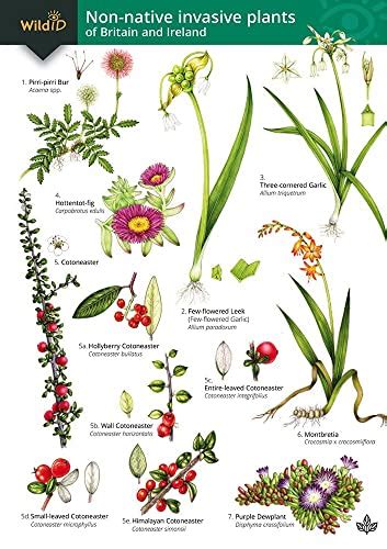 Guide To The Non Native Invasive Plants Of Britain And Ireland By