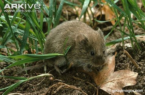 Spotted In Dane Valley Woods Field Vole Dane Valley Woods