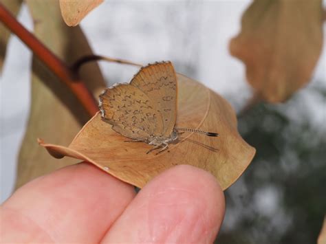 Eltham Copper Butterfly From Melbourne VIC Australia On February 4