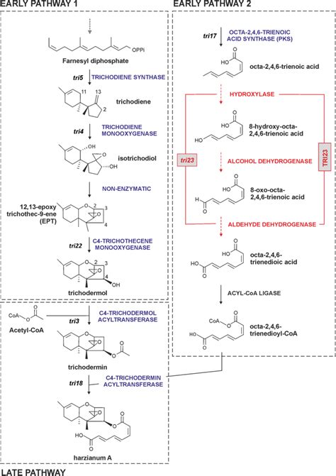 Proposed Harzianum A Biosynthetic Pathway In Trichoderma Arundinaceum