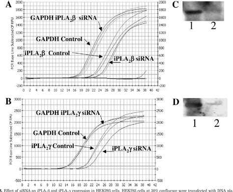 Figure 3 From Differential Roles For Cytosolic And Microsomal Ca2