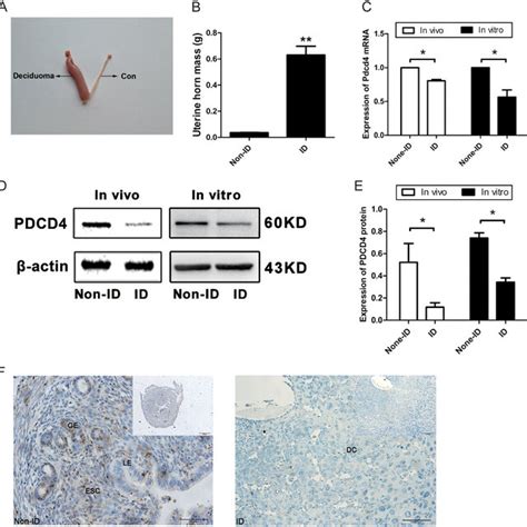 Expression Of Pdcd4 In Mouse Endometrium During Early Pregnancy A