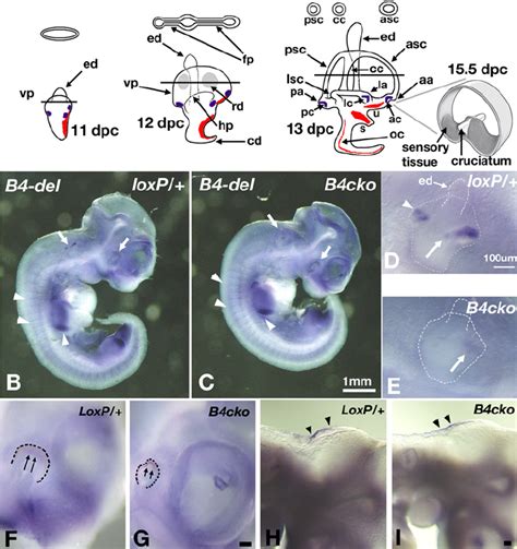 Schematic Representations Of Mouse Inner Ear Development From To