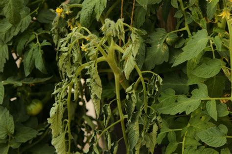 The Heartbreaking Sight Of A Drooping Tomato Plant And How To Revive