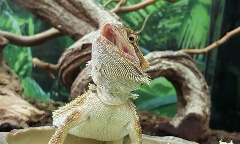 Why Do Bearded Dragons Hold Their Mouths Open 10 Reasons