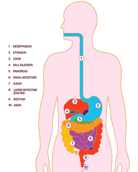 Simple Labeled Diagram Of The Digestive System Human Digesti