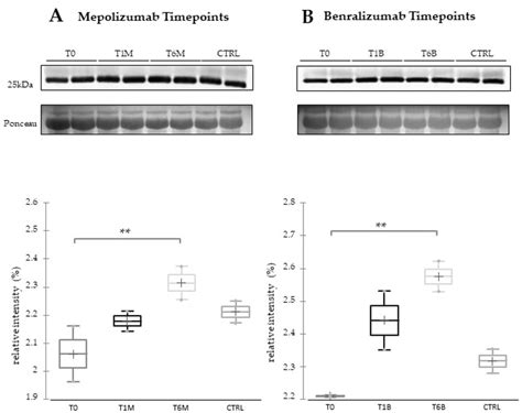 The 1d Western Blot Analysis With Anti Apoa1 Antibody On Serum Samples Download Scientific